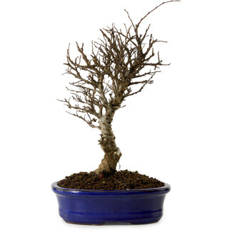 Ulmus parvifolia Nire, 24 cm, ± 8 years old