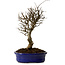 Ulmus parvifolia Nire, 24 cm, ± 8 Jahre alt