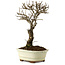 Ulmus parvifolia Nire, 24 cm, ± 8 años