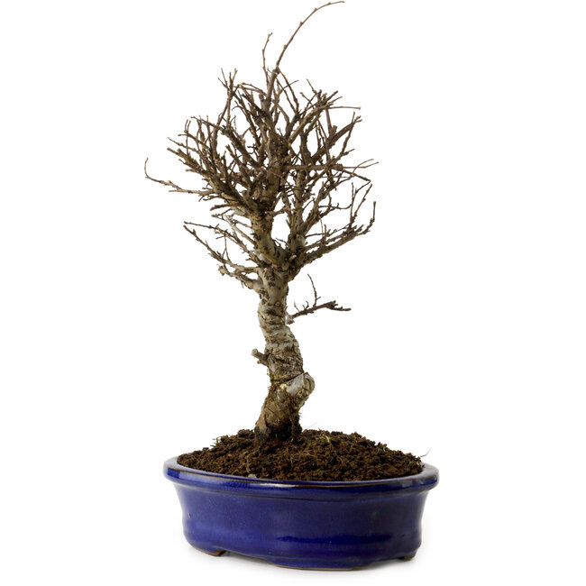 Ulmus parvifolia Nire, 24 cm, ± 8 años