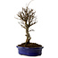 Ulmus parvifolia Nire, 24 cm, ± 8 Jahre alt