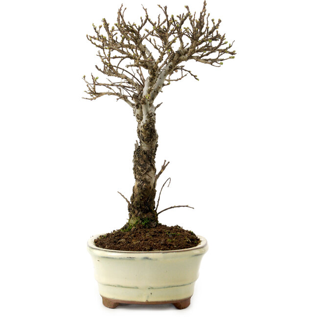 Ulmus parvifolia Nire, 24 cm, ± 8 años