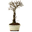 Ulmus parvifolia Nire, 24 cm, ± 8 years old