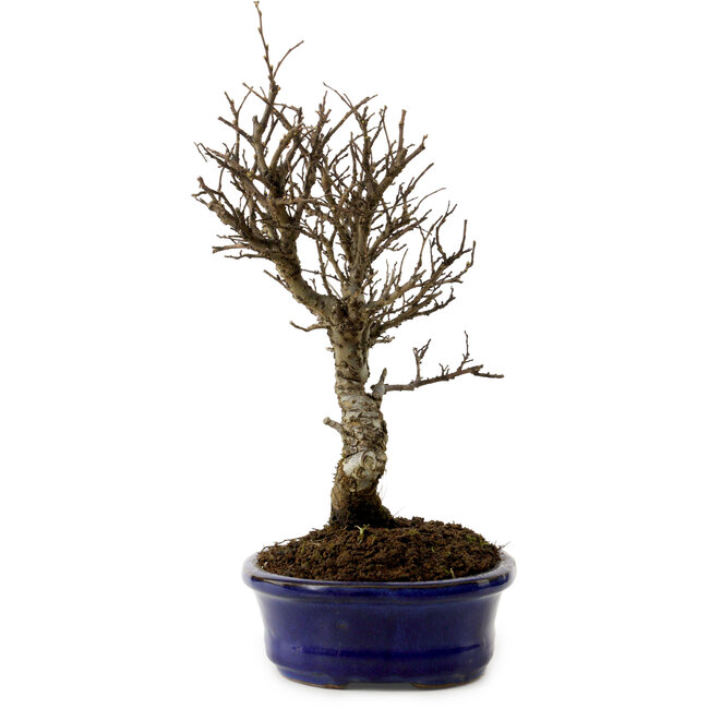 Ulmus parvifolia Nire, 24 cm, ± 8 Jahre alt