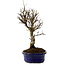 Ulmus parvifolia Nire, 24 cm, ± 8 Jahre alt