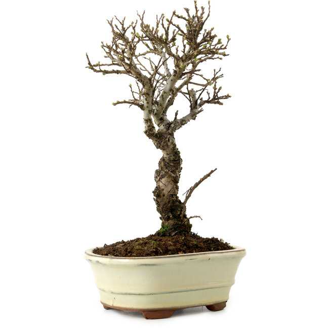 Ulmus parvifolia Nire, 24 cm, ± 8 anni