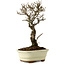 Ulmus parvifolia Nire, 24 cm, ± 8 jaar oud