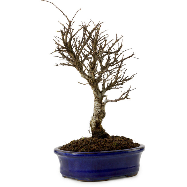 Ulmus parvifolia Nire, 24 cm, ± 8 años