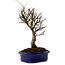 Ulmus parvifolia Nire, 24 cm, ± 8 Jahre alt