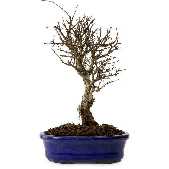 Ulmus parvifolia Nire, 24 cm, ± 8 anni