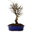 Ulmus parvifolia Nire, 24 cm, ± 8 years old