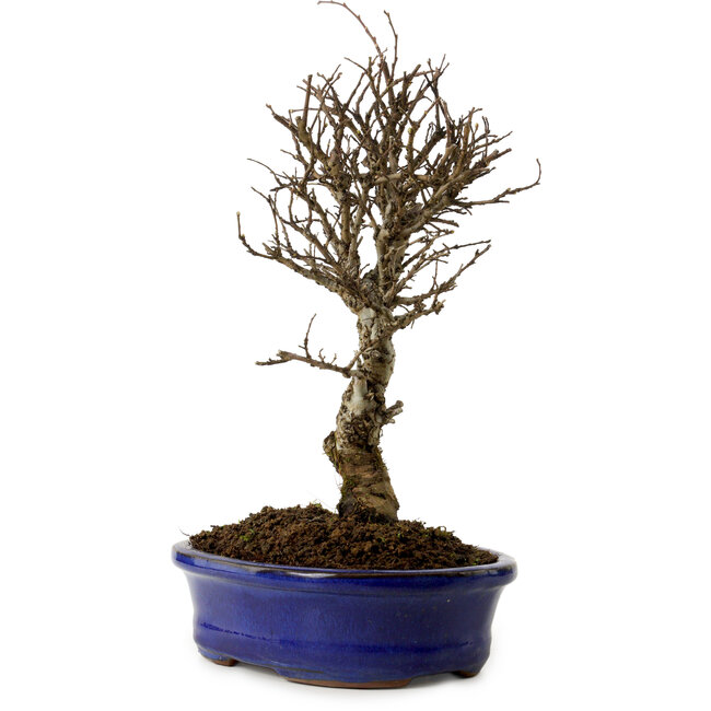 Ulmus parvifolia Nire, 24 cm, ± 8 anni