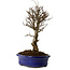 Ulmus parvifolia Nire, 24 cm, ± 8 anni