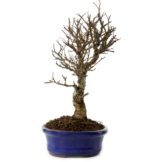Ulmus parvifolia Nire, 24 cm, ± 8 jaar oud