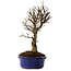 Ulmus parvifolia Nire, 24 cm, ± 8 años