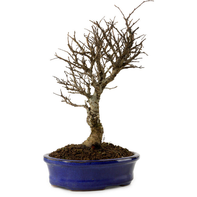 Ulmus parvifolia Nire, 24 cm, ± 8 years old