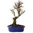 Ulmus parvifolia Nire, 24 cm, ± 8 años
