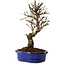Ulmus parvifolia Nire, 24 cm, ± 8 ans