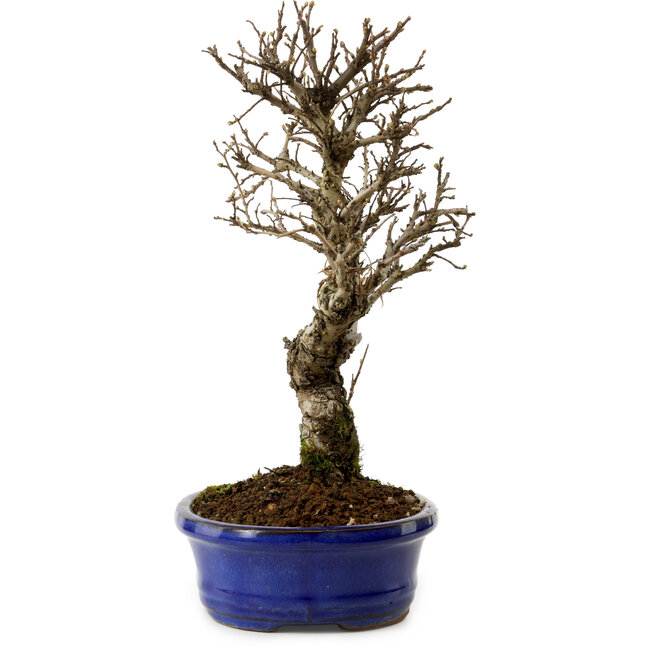 Ulmus parvifolia Nire, 24 cm, ± 8 años