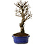 Ulmus parvifolia Nire, 24 cm, ± 8 anni