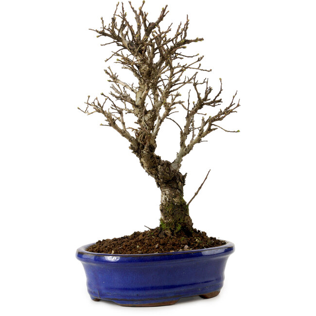 Ulmus parvifolia Nire, 24 cm, ± 8 years old