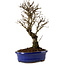 Ulmus parvifolia Nire, 24 cm, ± 8 years old