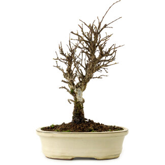 Ulmus parvifolia Nire, 24 cm, ± 8 ans