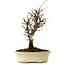 Ulmus parvifolia Nire, 24 cm, ± 8 años