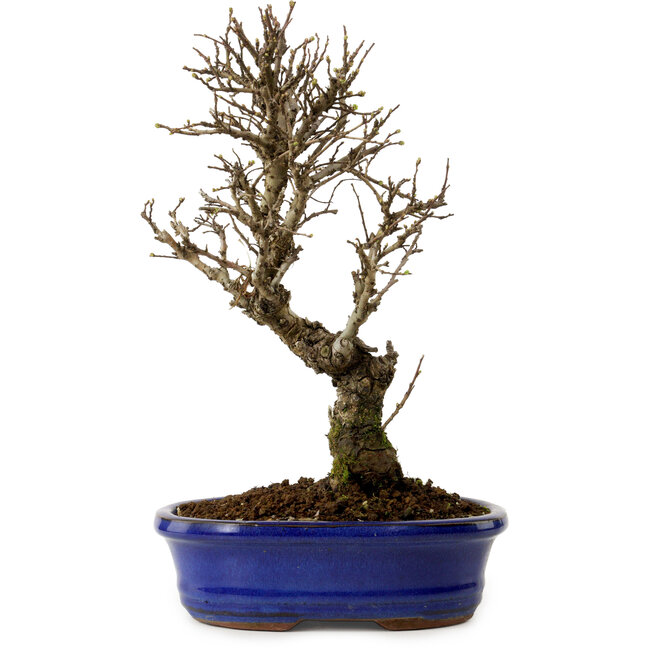 Ulmus parvifolia Nire, 24 cm, ± 8 anni