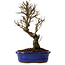 Ulmus parvifolia Nire, 24 cm, ± 8 ans