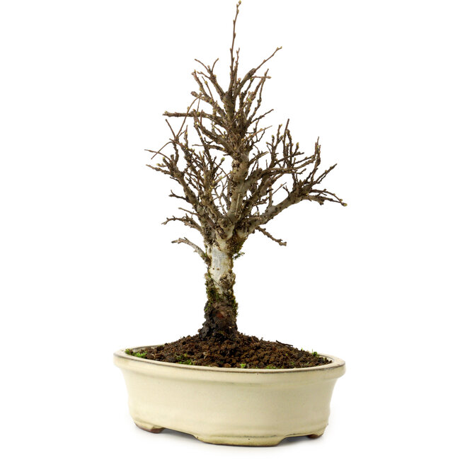 Ulmus parvifolia Nire, 24 cm, ± 8 ans