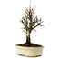 Ulmus parvifolia Nire, 24 cm, ± 8 jaar oud