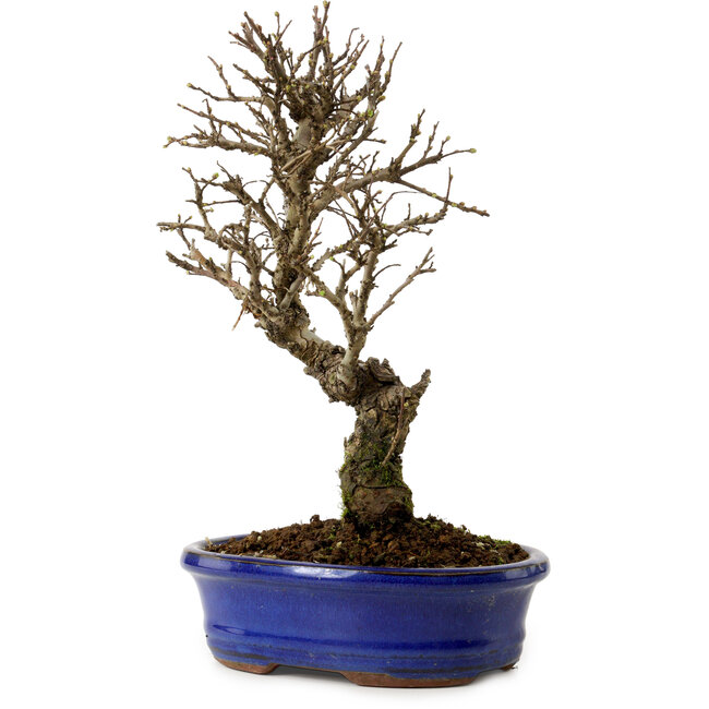 Ulmus parvifolia Nire, 24 cm, ± 8 años