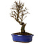 Ulmus parvifolia Nire, 24 cm, ± 8 Jahre alt