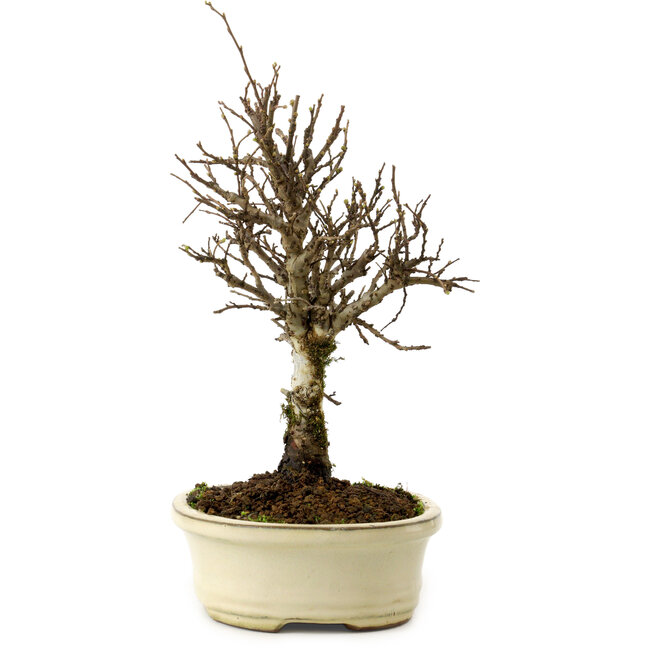 Ulmus parvifolia Nire, 24 cm, ± 8 Jahre alt
