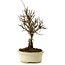 Ulmus parvifolia Nire, 24 cm, ± 8 years old
