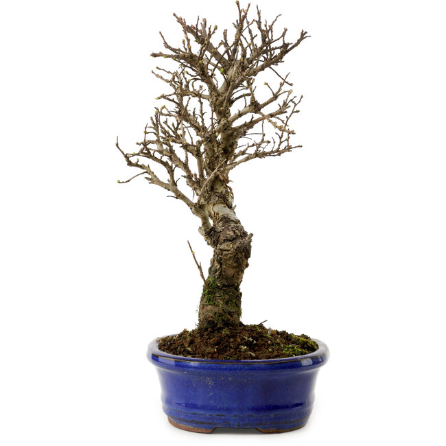 Ulmus parvifolia Nire, 24 cm, ± 8 jaar oud