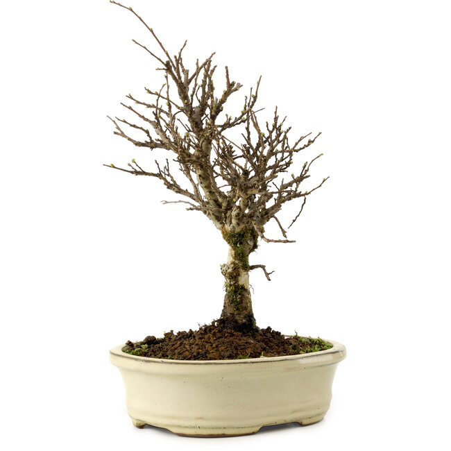Ulmus parvifolia Nire, 24 cm, ± 8 years old