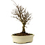 Ulmus parvifolia Nire, 24 cm, ± 8 years old