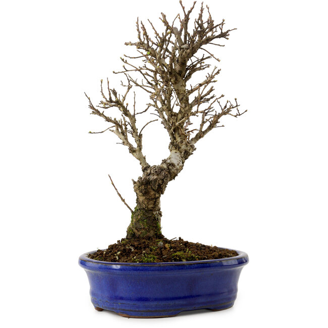 Ulmus parvifolia Nire, 24 cm, ± 8 anni