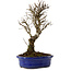 Ulmus parvifolia Nire, 24 cm, ± 8 years old