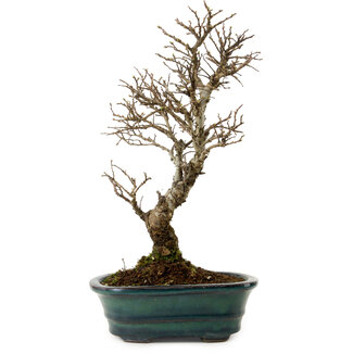Ulmus parvifolia Nire, 24 cm, ± 8 años