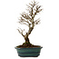 Ulmus parvifolia Nire, 24 cm, ± 8 anni