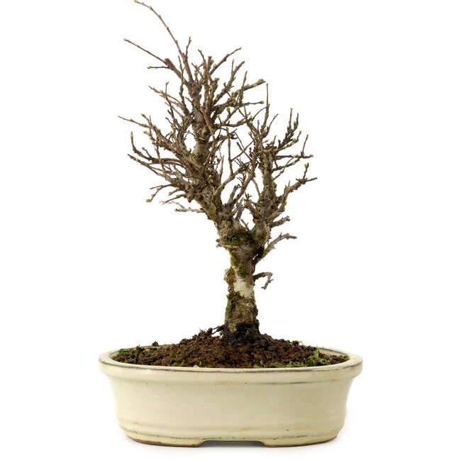 Ulmus parvifolia Nire, 24 cm, ± 8 years old