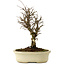 Ulmus parvifolia Nire, 24 cm, ± 8 años