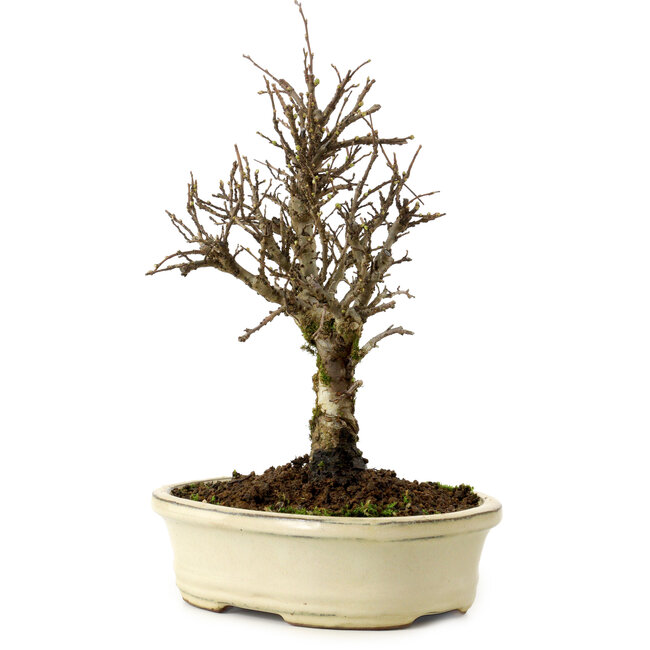 Ulmus parvifolia Nire, 24 cm, ± 8 años
