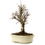 Ulmus parvifolia Nire, 24 cm, ± 8 years old