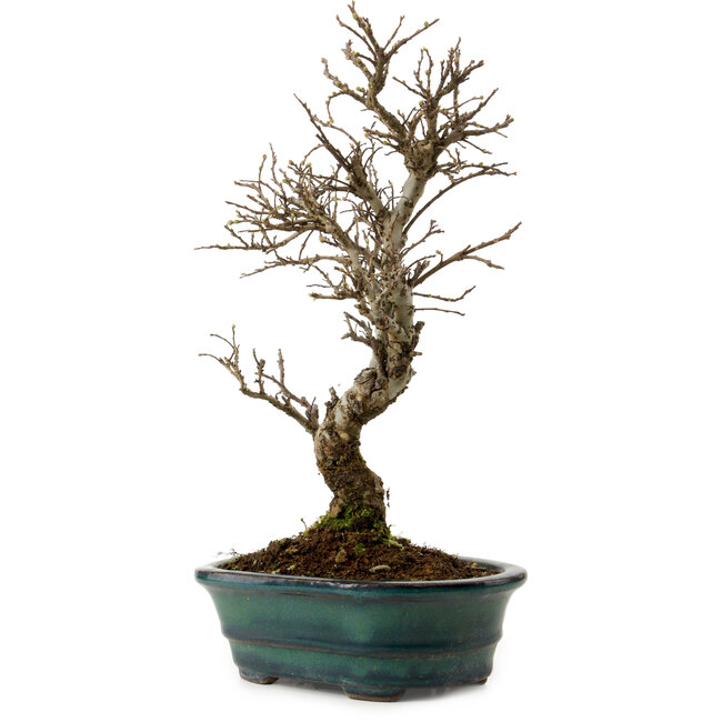 Ulmus parvifolia Nire, 24 cm, ± 8 Jahre alt