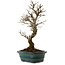 Ulmus parvifolia Nire, 24 cm, ± 8 años