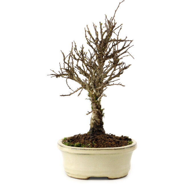 Ulmus parvifolia Nire, 24 cm, ± 8 Jahre alt